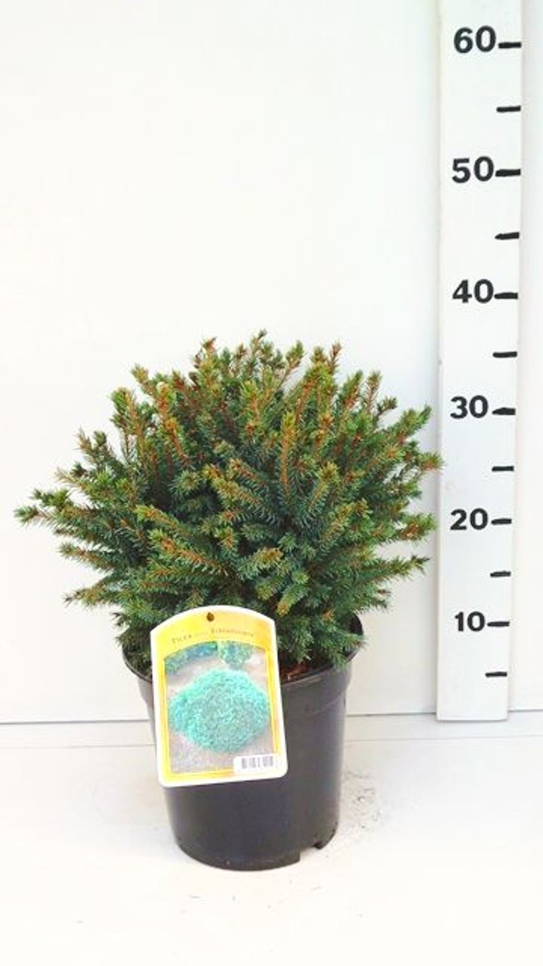 Picea gl. 'Echiniformis' - C3 25-30 CM